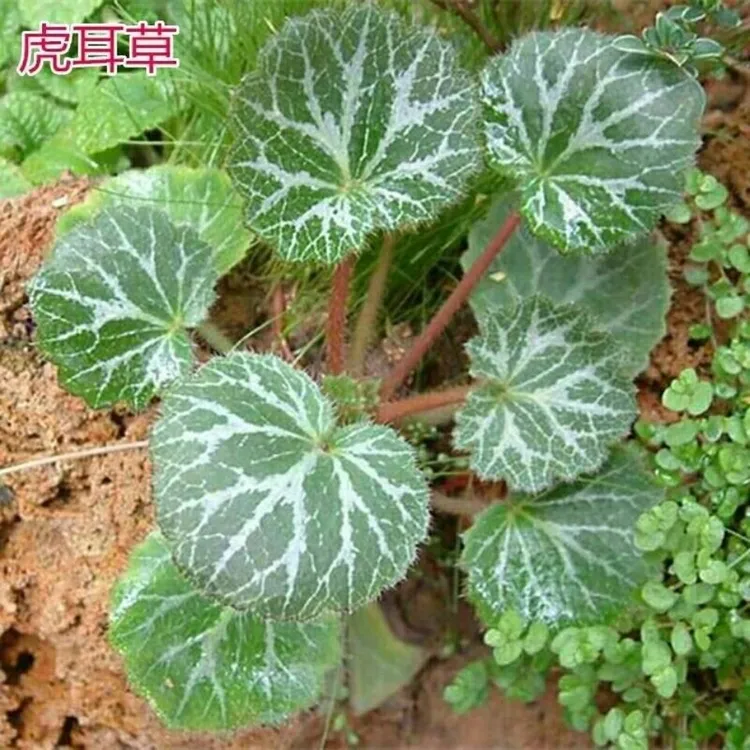 秦岭野生虎耳草盆栽绿植鲜花苗四季开花观赏药用假山造景草