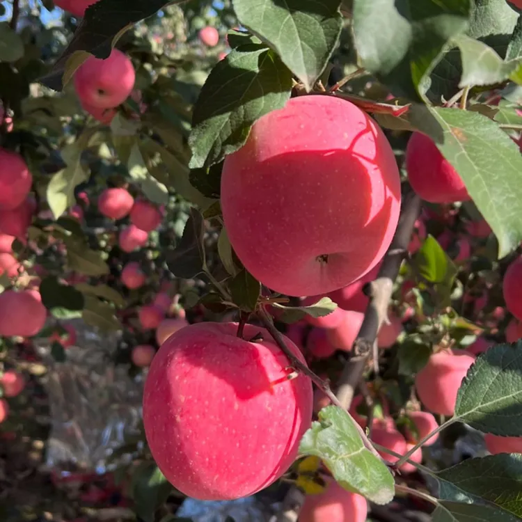 『自己家乡的苹果』红富士苹果山地苹果产地直发包邮
