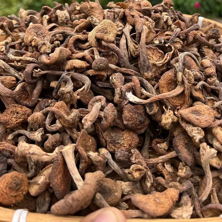 榛蘑东北野生榛蘑新货250克*2袋包邮东北榛蘑