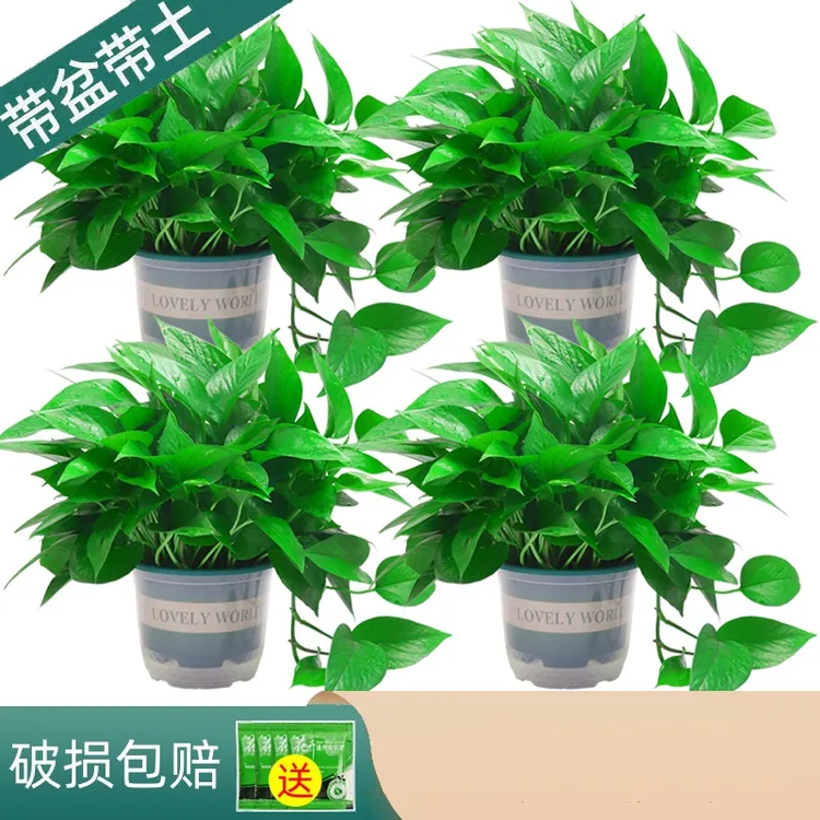 绿萝特惠【16盆20盆40盆批发装】除甲醛室内盆栽绿植花卉易活大叶