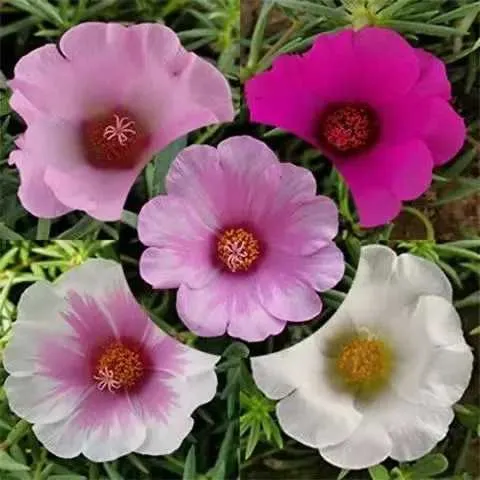 大花单瓣太阳花混色阳台幼儿园花草多色公司公路绿化