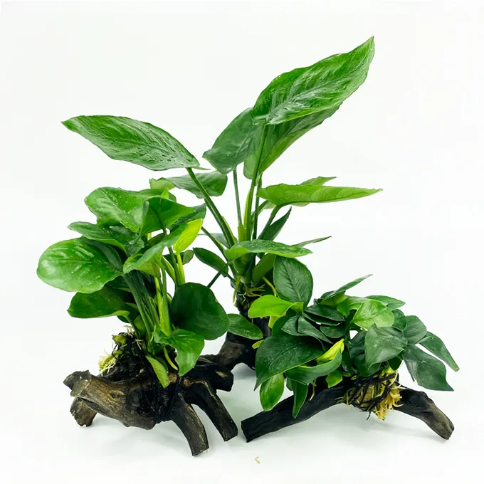 水草套餐淡水植物活体水草沉木懒人水草净化水质无需底砂新手商品图