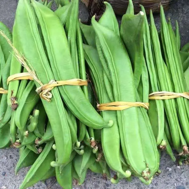 新鲜现摘刀豆江西万载农家自种新鲜刀豆精挑细选刀豆 2/3/5斤包邮