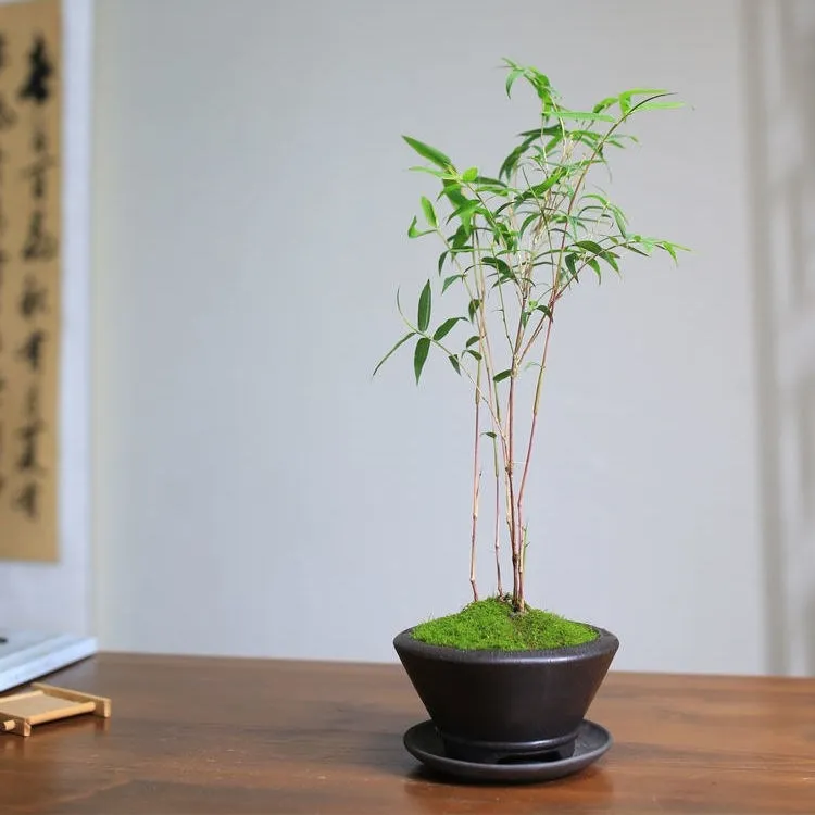 网红观音竹红竹盆景桌面绿植书房庭院阳台植物竹子盆栽室内倒伏