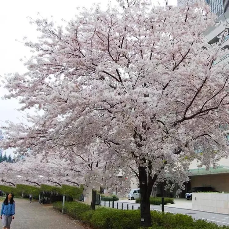 樱花苗盆栽地栽南北方种植耐寒耐热庭院花卉