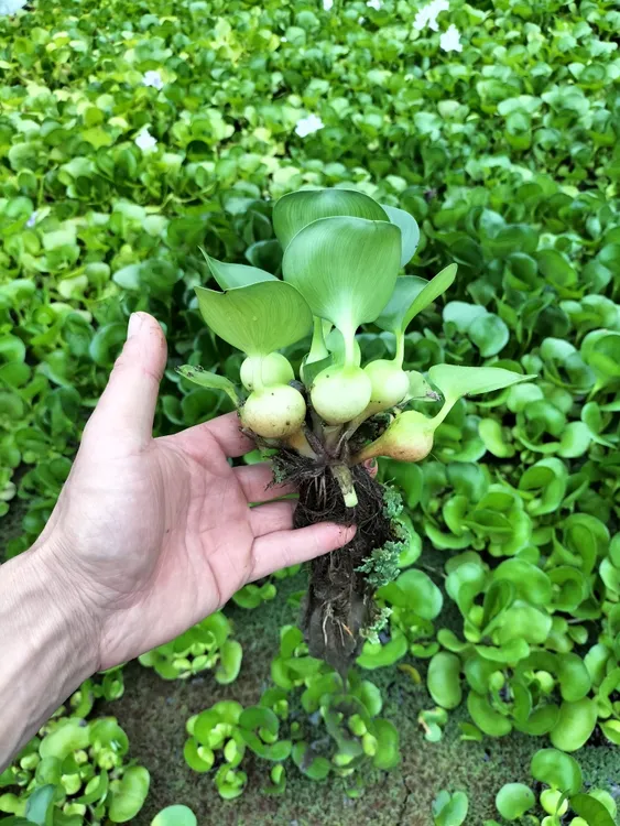 水葫芦水培植物凤眼莲水浮萍绿化净化水质水池造景养鱼养虾养龟
