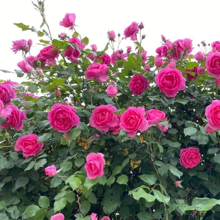 大游行多季开花爬藤月季南北方好养花期耐寒月季花藤本粉红色