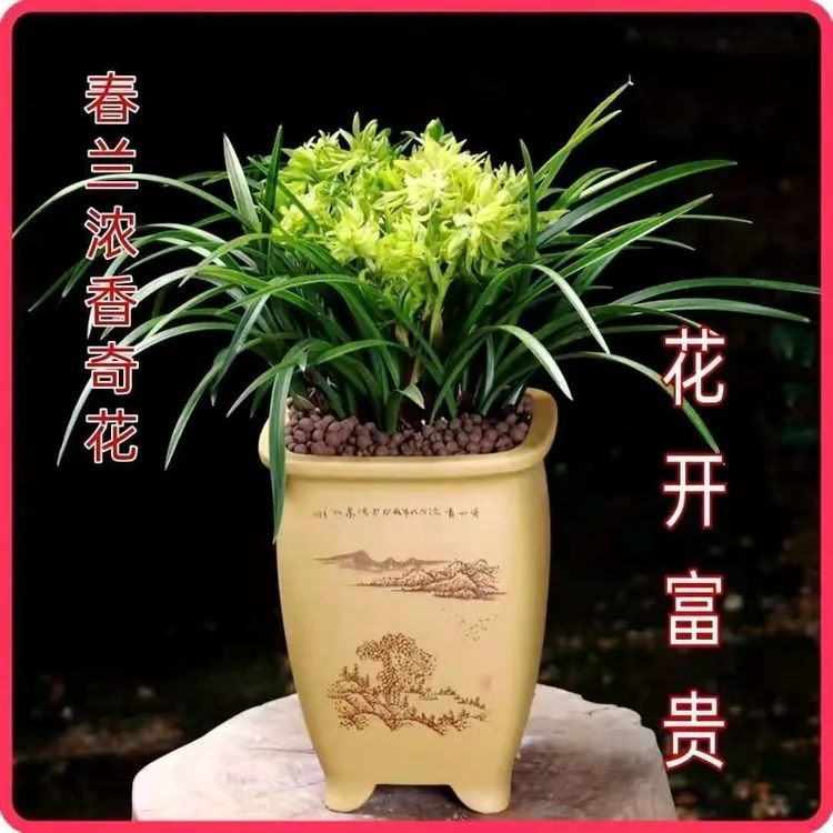 春兰浓香型花开富贵   勤花勤芽好种易活新手可入