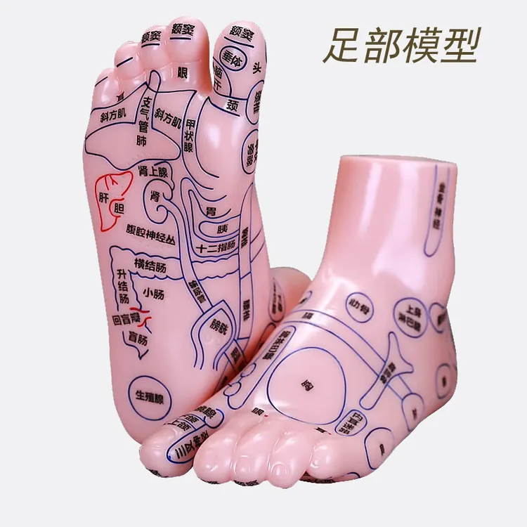20cm脚模型足底部刻字模型反射区推拿清晰按摩中医穴位软pvc材质