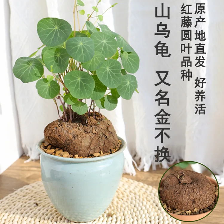 堇年造景好养易活垂吊山乌龟盆栽室内圆叶绿植水培桌面盆景庭院