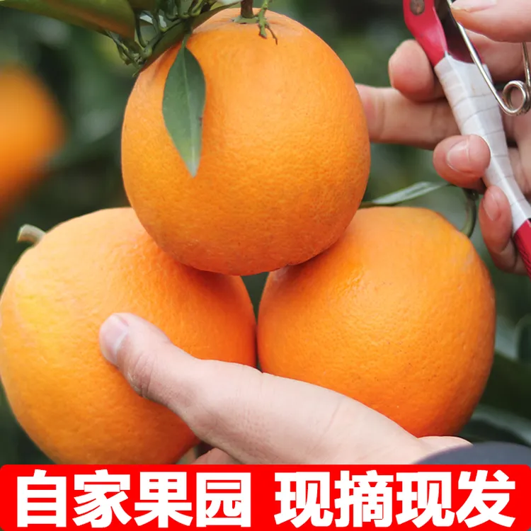 正宗江西赣南脐橙皮薄汁多不催熟不打蜡原产地现摘发货新鲜到家