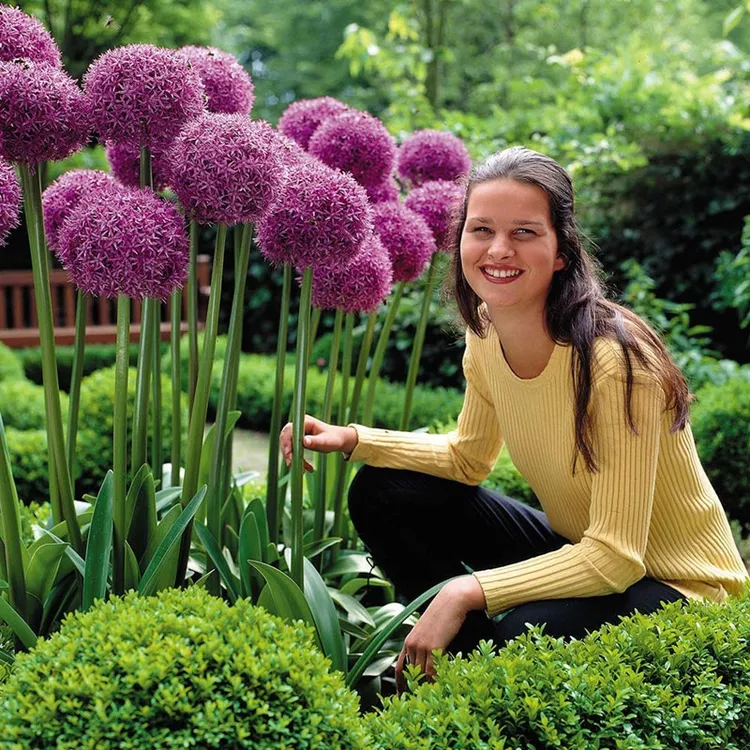 大花葱种球 耐寒植物 多年生 庭院阳台可养 春季开花紫色大花球