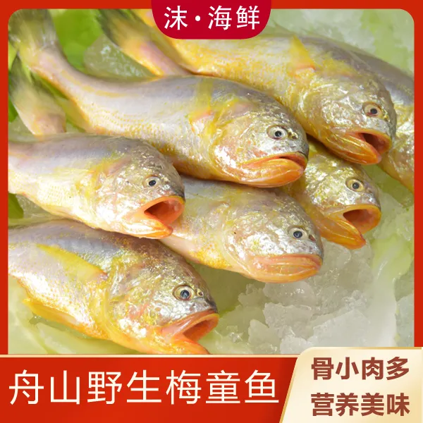 沫海鲜舟山野生梅童鱼梅子鱼大头宝小船新鲜捕捞当天上岸热气发货