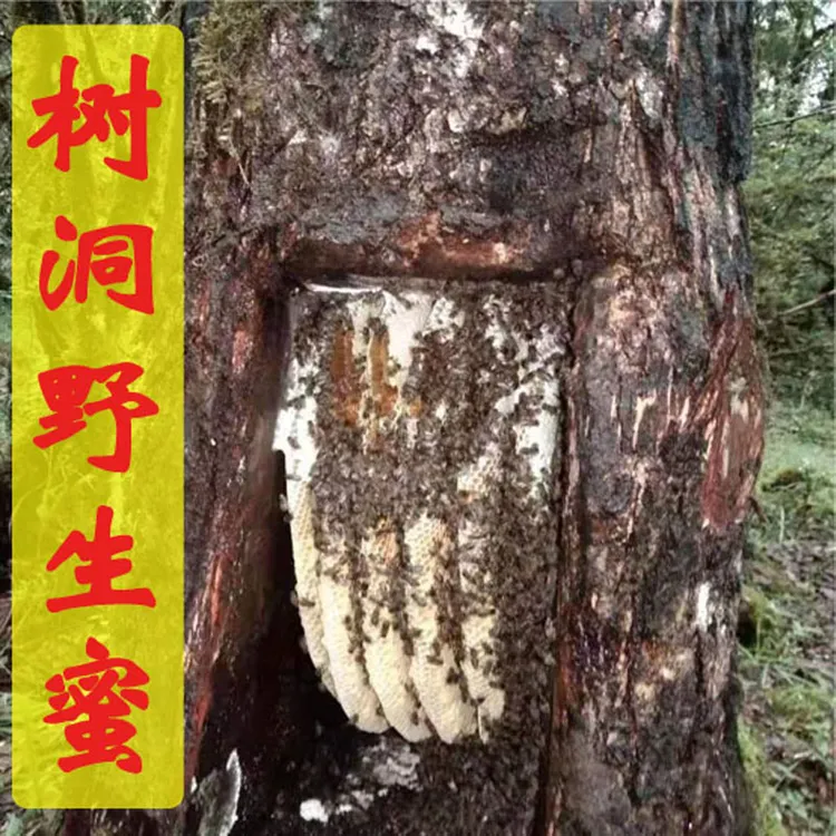 野蜂牧人云南深山木桶/树洞土蜂蜜 一年取一次 成熟蜜 42度
