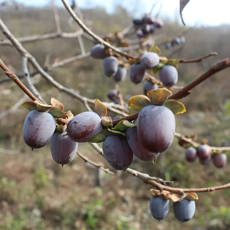 新鲜黑枣原生态无核软枣优质君迁子太行山小柿子天然健康1斤