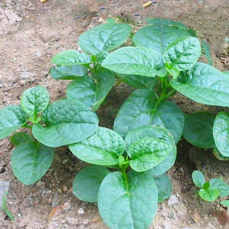 大圆叶木耳菜种夏季耐热高温可种