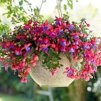 倒挂金钟盆栽花苗阳台多年生容易爆盆草花植物(云南仓)