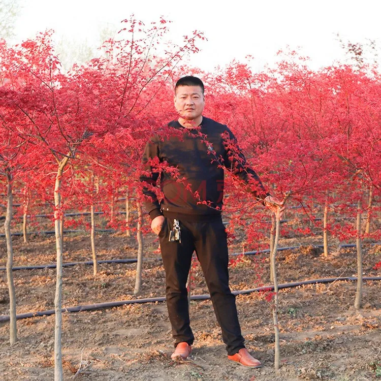 红枫树苗日本红枫红舞姬三季红中国红美国红枫苗红枫盆栽苗