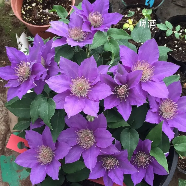 四季铁线莲小苗开花阳台庭院爬藤植物多年生种植非常耐热寒发货