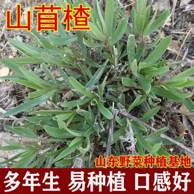 山苜楂种子山珍菜山蚂蚱菜多年生阳台庭院大田山东野菜种植基地