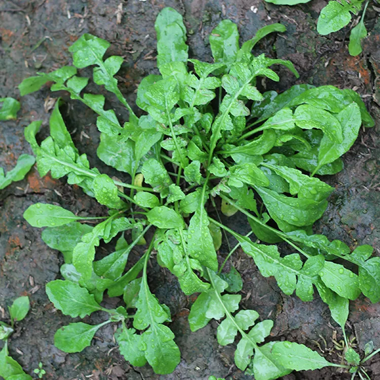 野生荠菜种子地菜种籽荠荠菜种籽秋冬四季野菜青菜蔬菜种孑农家