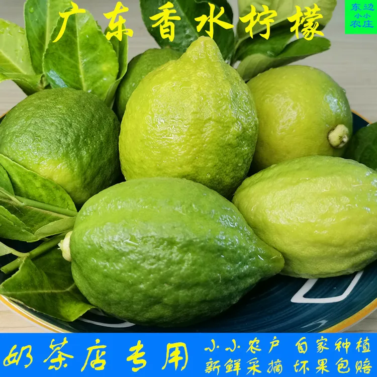 广东采摘柠檬正宗无籽新鲜青现摘五斤奶茶店产地直发包邮青青柠檬