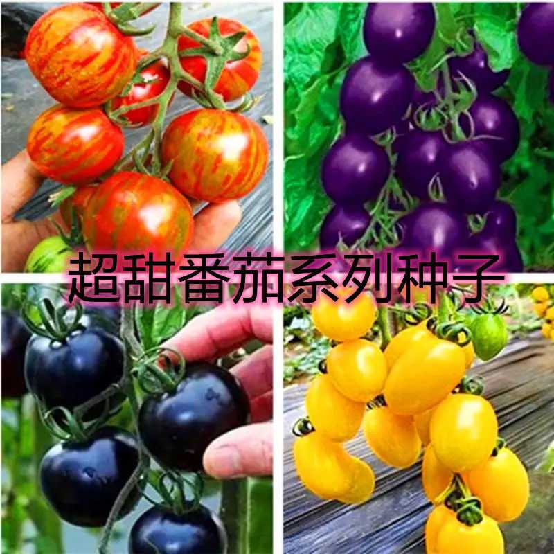 四季播种樱桃番茄种子圣女果小番茄 阳台盆栽西红柿蔬菜水果种子