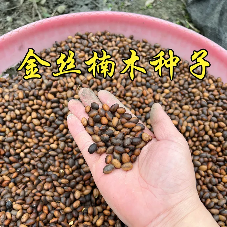 名贵树小叶桢楠金丝楠木种子
