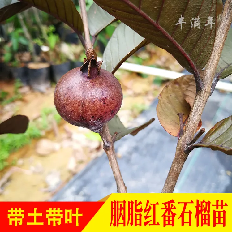 胭脂红树苗 红心番石榴红叶番石榴 嫁接苗 盆栽地栽南方果树苗