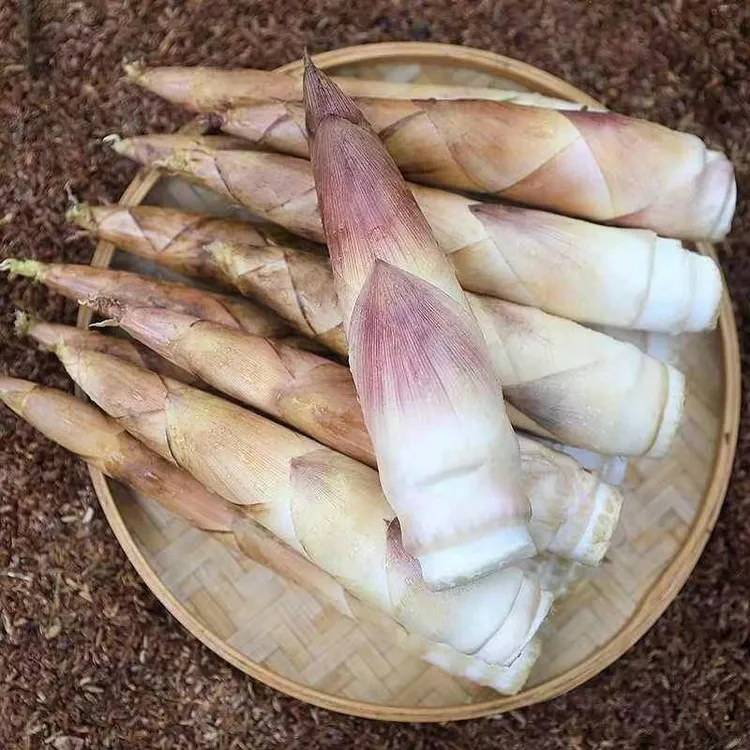 新鲜雷笋小竹笋蔬菜现挖5斤装浙江临安天目山鲜笋时令蔬菜
