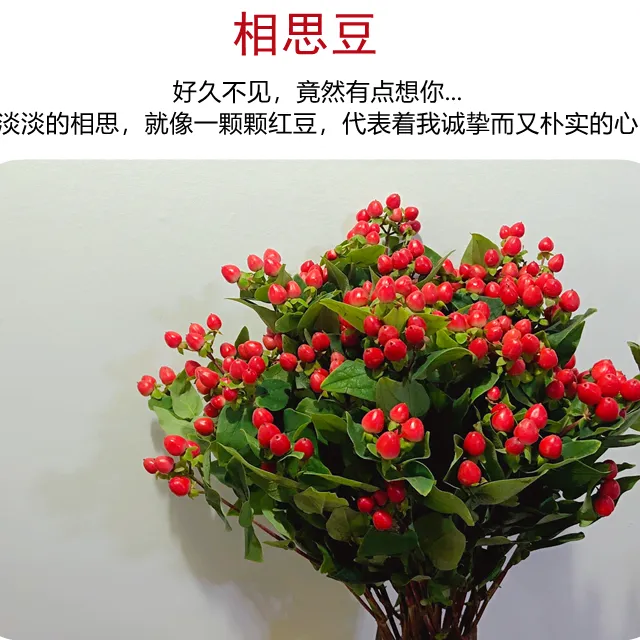 火龙珠红豆相思豆云南昆明基地直批好养花期长送爱人情侣鲜切花束