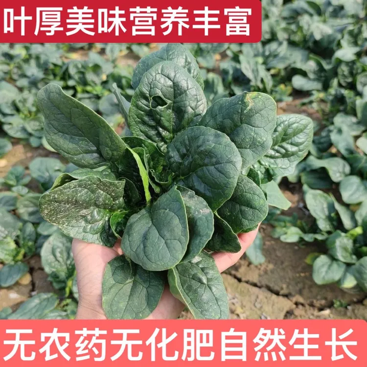河南露天霜打矮秆趴地小菠菜新鲜现挖现发