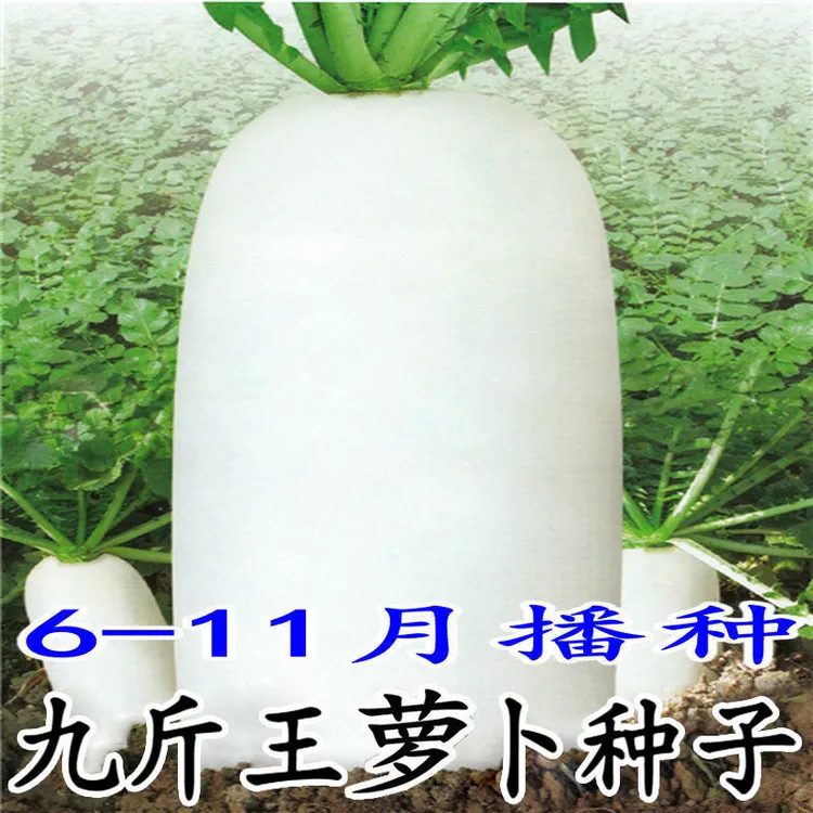 九斤王种子白萝卜种籽蔬菜种子不空心春不老种子特大四季秋季播种