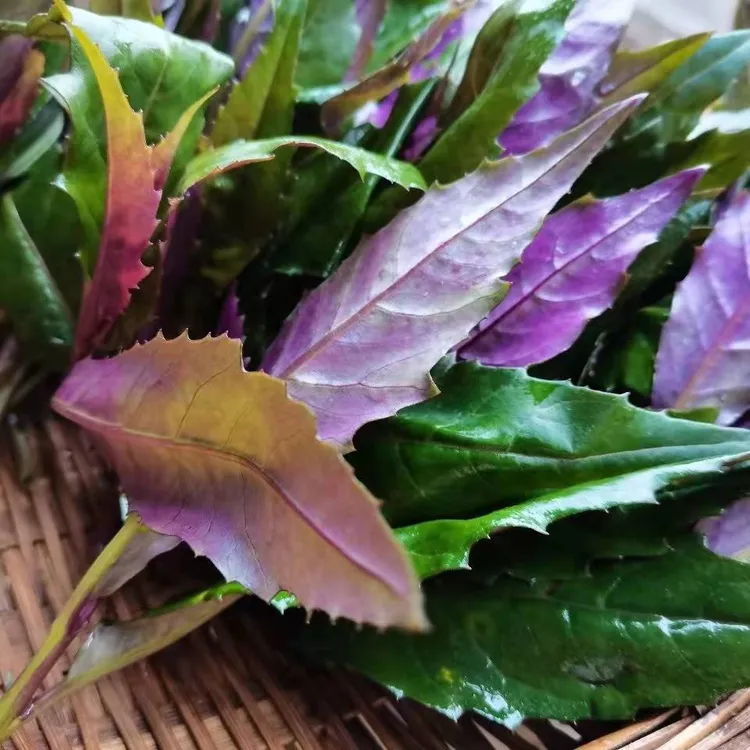 农民3斤6斤净重新鲜血皮菜四川宜宾农家自种现摘现发紫背天葵观音菜