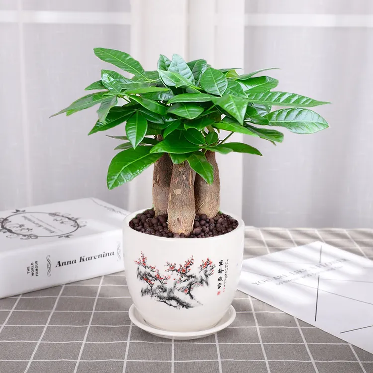 发财树盆栽花卉植物办公室内客厅光照小盆景四季常青易活水培好养