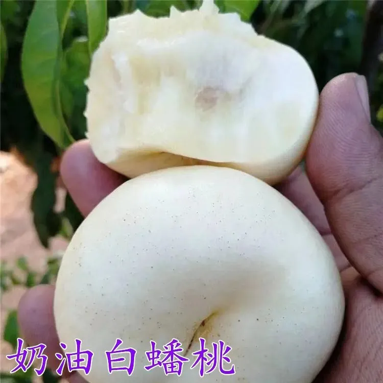嫁接奶油白蟠桃树苗庭院种植早熟奶油蟠桃树果树苗南北方均可种植