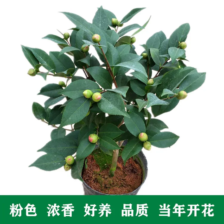 香妃茶花盆栽茶花好养植物花苞开花粉色香味烈香山茶四季常绿花卉