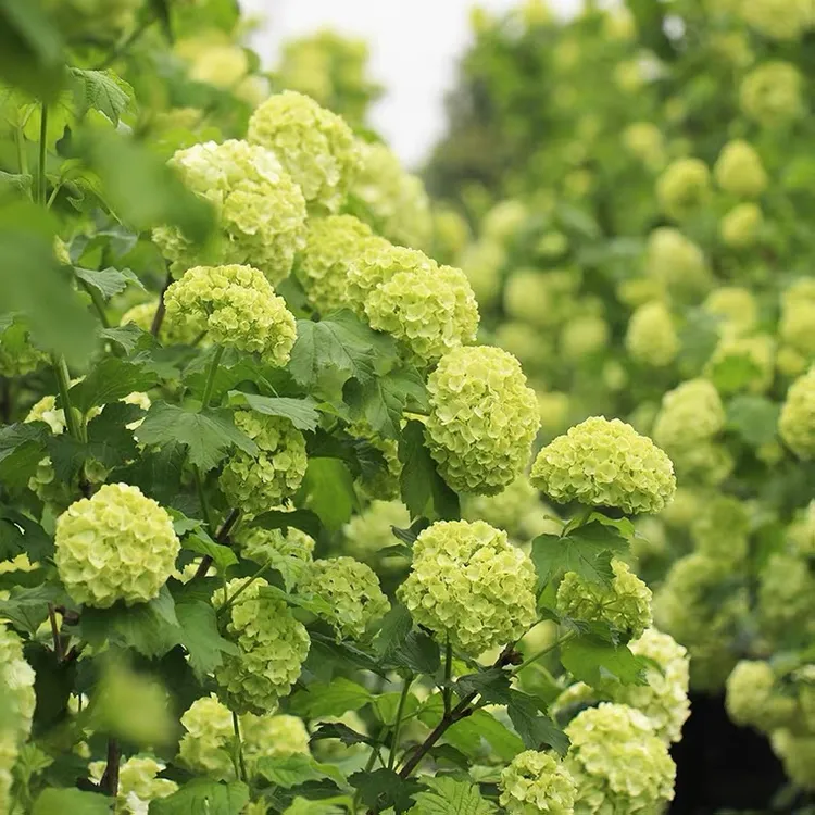 欧洲木绣球玫瑰木本绣球花苗盆栽地栽南北方种植耐寒耐热绣球花