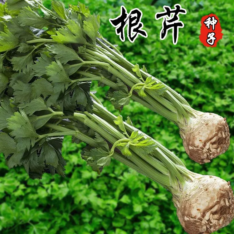 特色芹菜四季盆栽特色根芹种子根芹菜籽