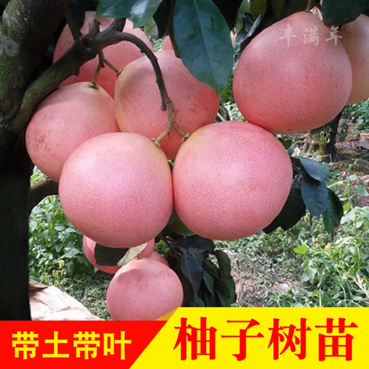 沙田柚苗三红蜜柚苗黄金蜜柚苗红肉蜜柚苗红心蜜柚子果树苗