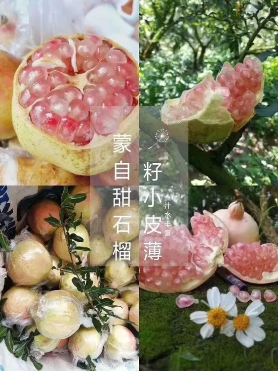 蒙自老树甜石榴250－300g单个（10斤18－20个）