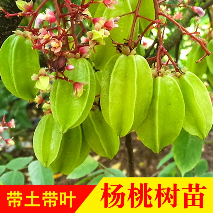 蜜丝杨桃苗 四季甜杨桃大果杨桃 嫁接苗可盆栽庭院植物行道树木
