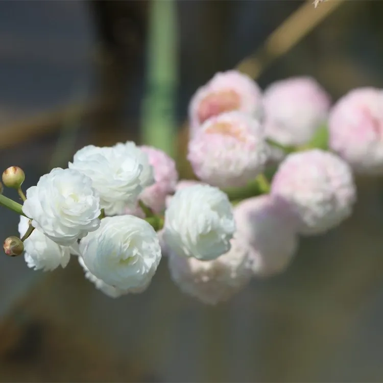 进口对版重瓣茨菇 园艺观赏慈姑 水茉莉茨菰种球水草鱼缸净化造景
