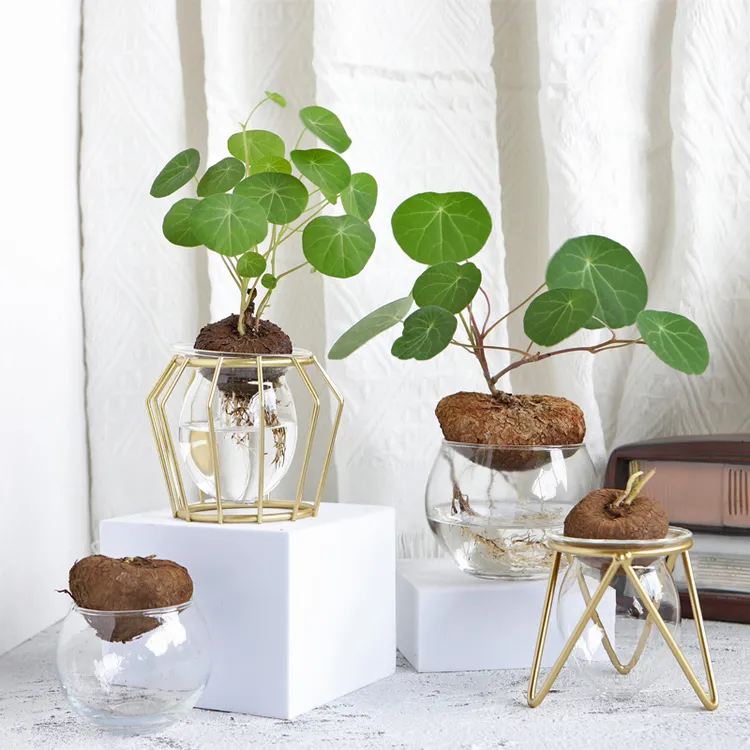 堇年造景创意水培山乌龟植物盆景办公室桌面趣味植物圆叶爬藤手工商品图