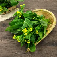 寿光蔬菜种子绿菜心四九叶菜芯籽高产抗热耐湿包邮蔬菜种子蔬菜苗