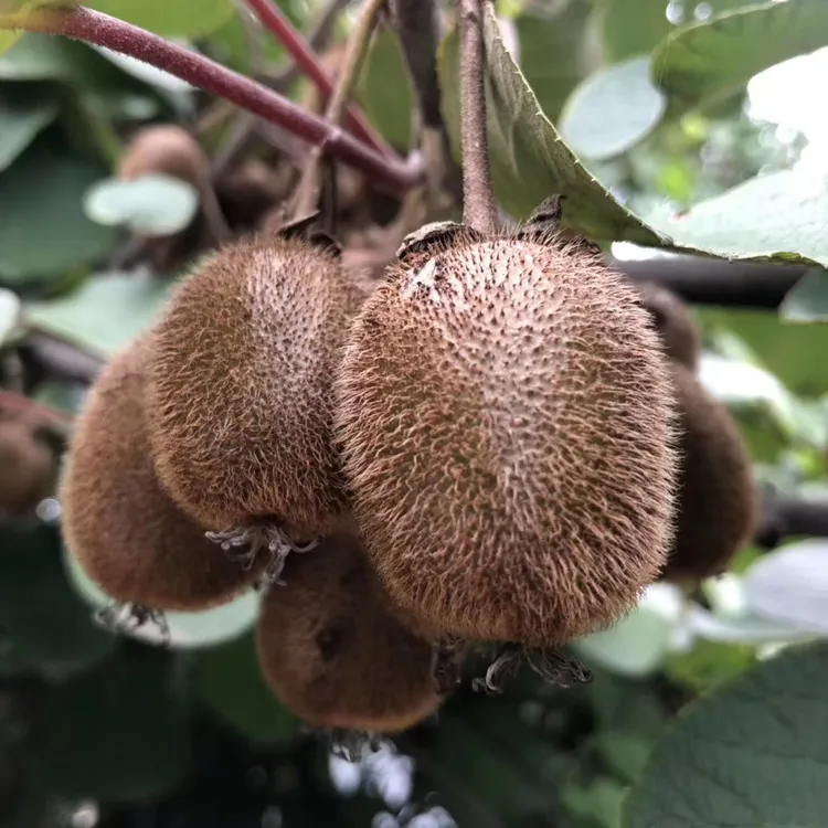 武都山区野猕猴桃（2500）克