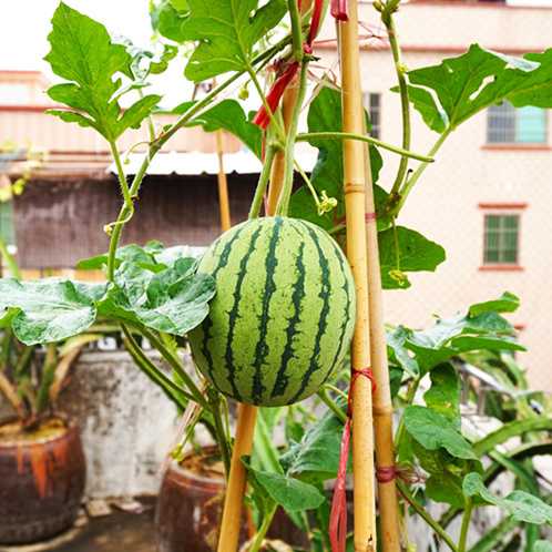 蜂蜜小西瓜四季盆栽西瓜阳台水果蔬菜春季种植结果西瓜种子