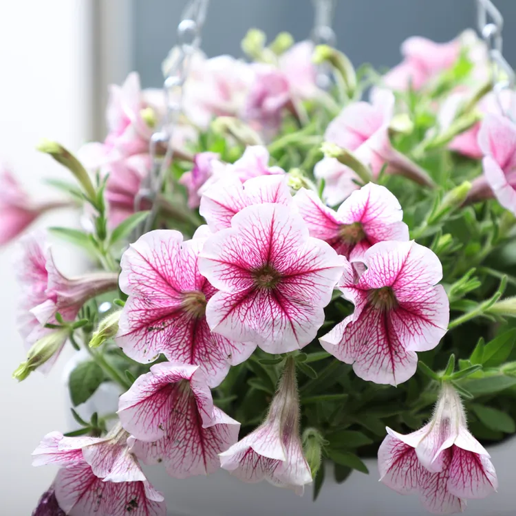 星空矮牵牛花花卉种子窗台垂吊草本花四季花卉植物春季播种