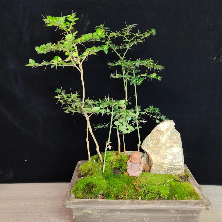 直播间选寿庭木绣花针橙花瑞香黄杨寿庭木等盆景素材