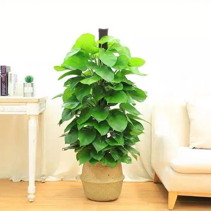 大叶绿萝柱盆栽室内吸甲醛客厅净化空气办公室大型四季绿植好养